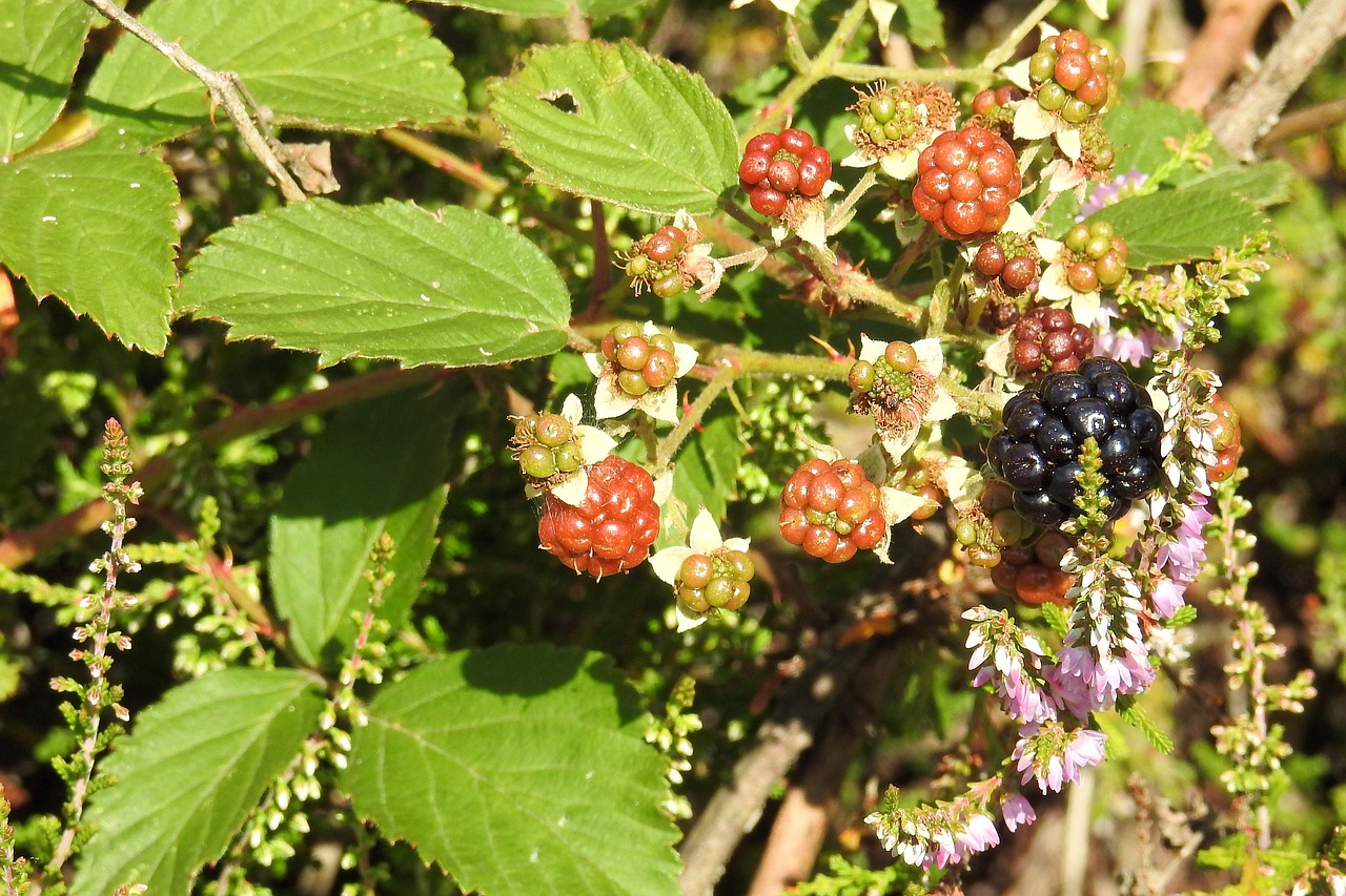 blackberries heide heather free photo