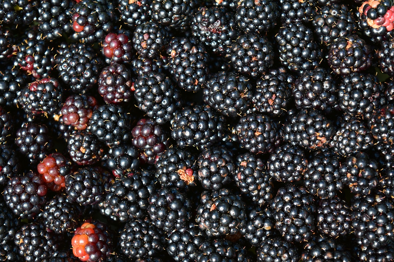 blackberries background black free photo