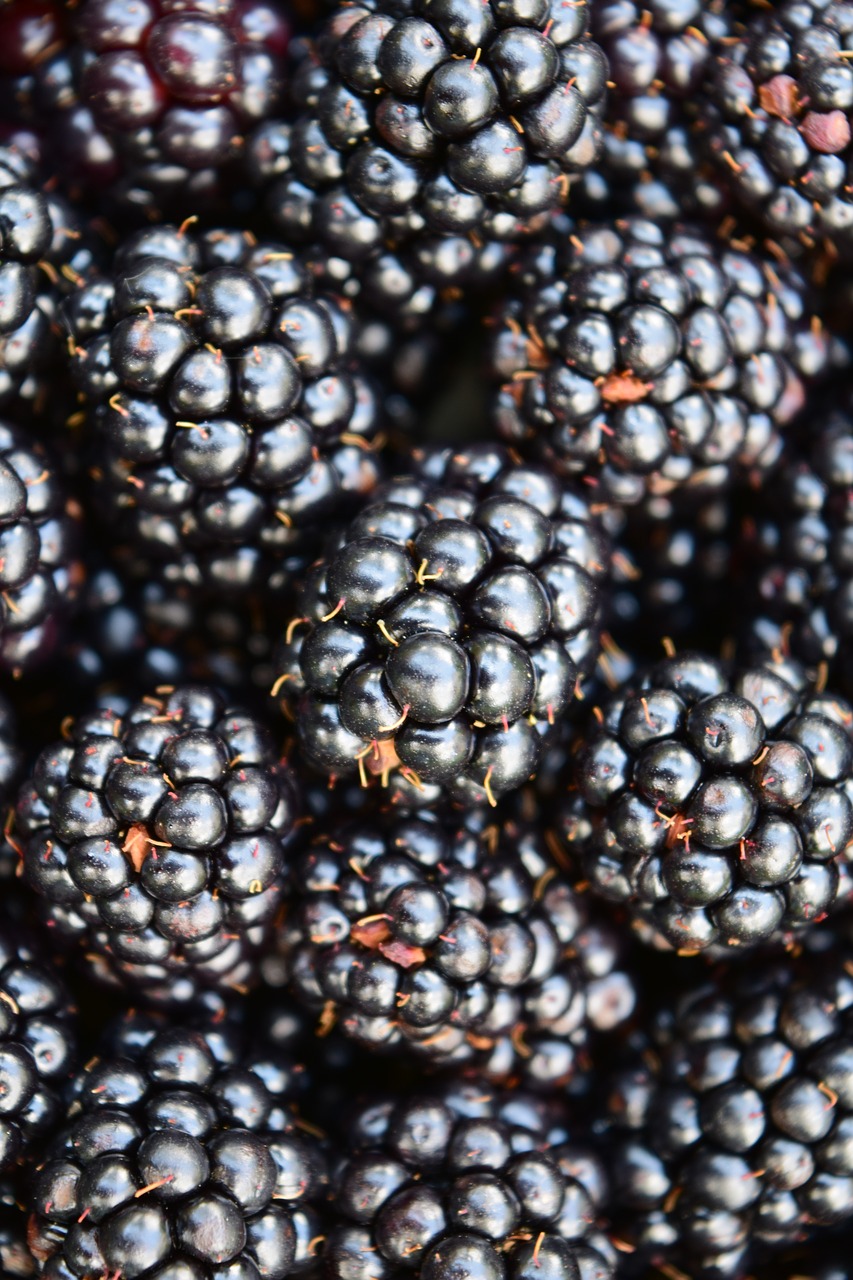 blackberries background close free photo