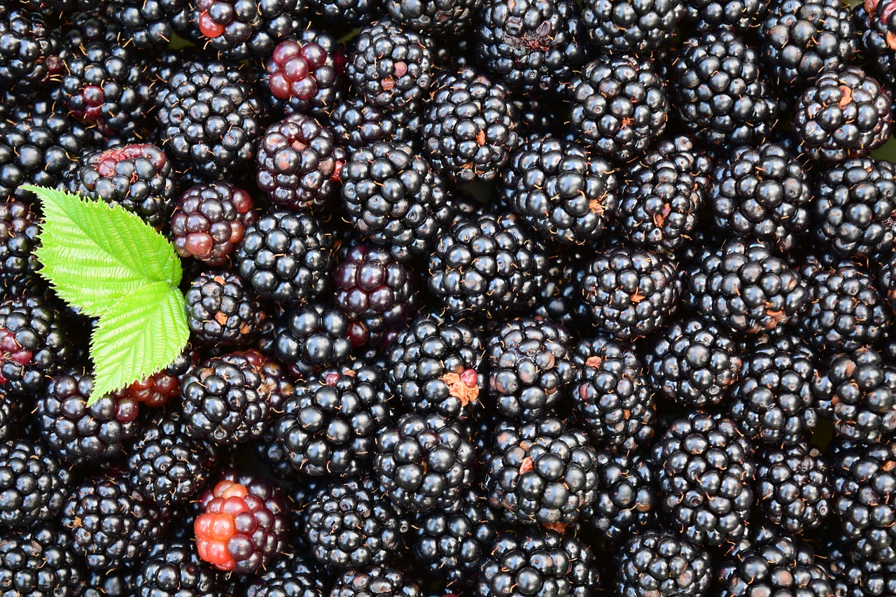 blackberries background black free photo