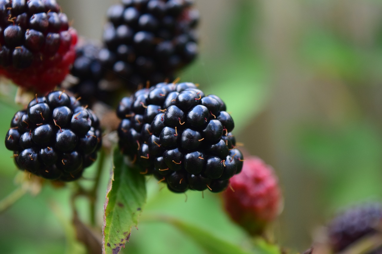 blackberries close ripe free photo