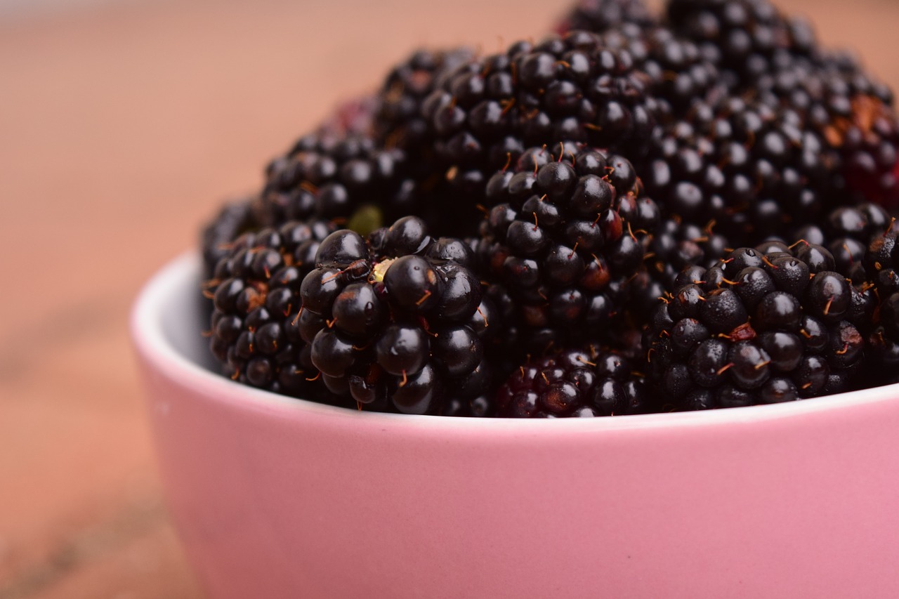 blackberries bowl macro free photo