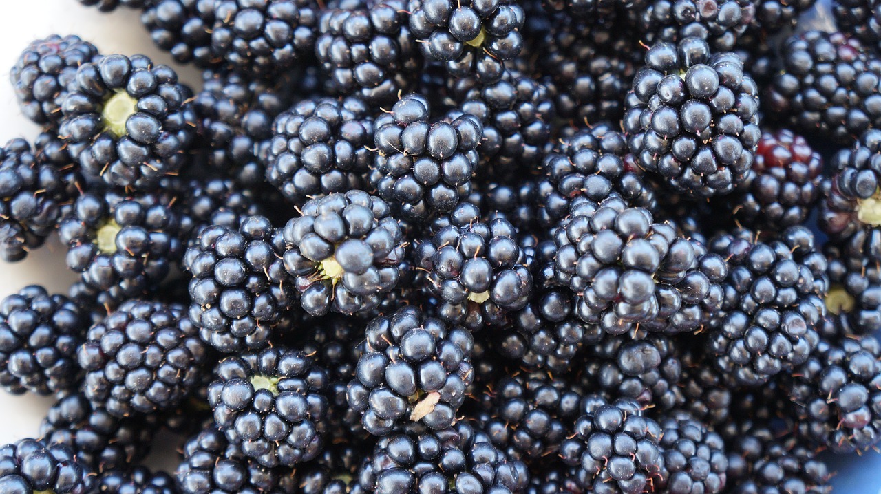 blackberries fruits sweet free photo