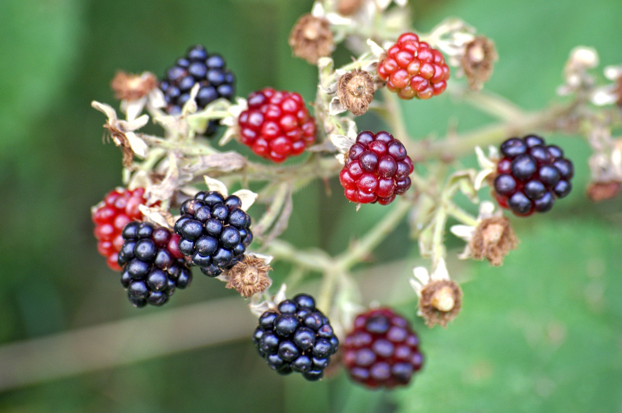 blackberries rubus sectio rubus fruits free photo