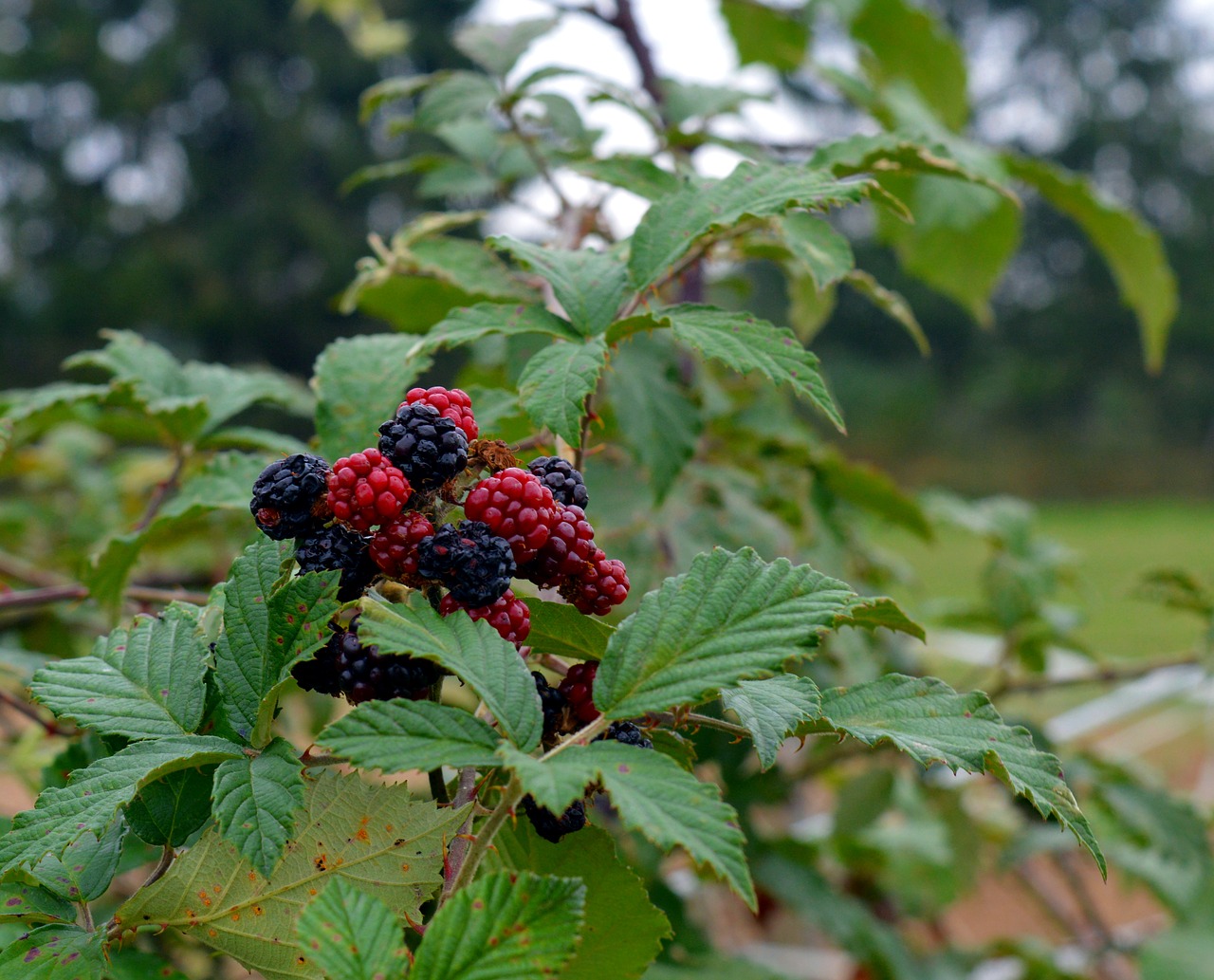 blackberries fruit berries free photo