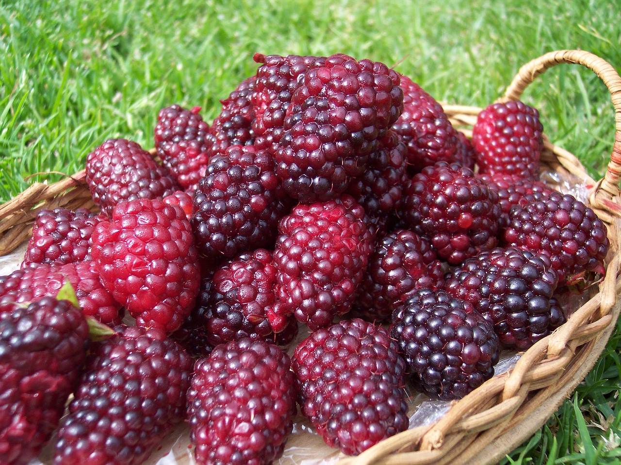 blackberries nature fruit free photo
