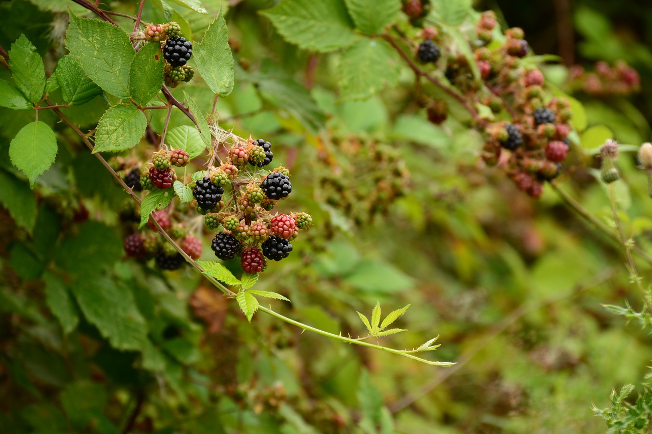 blackberries berry summer free photo