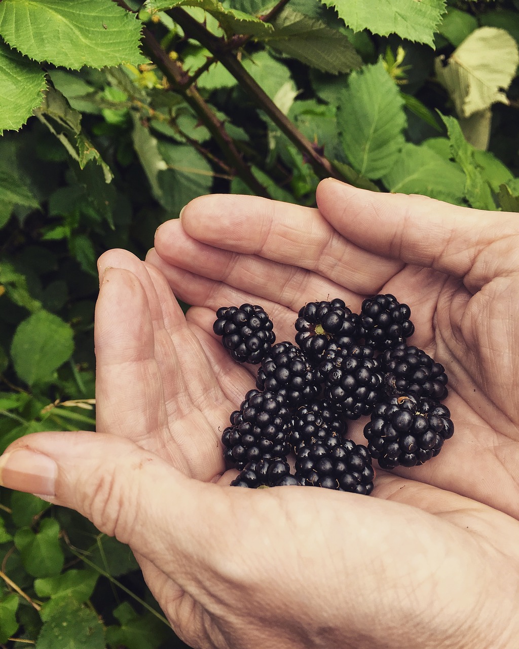 blackberries nature fruit free photo
