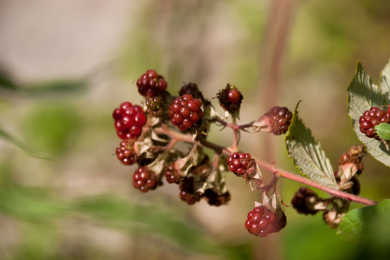 blackberries blackberry mulberry free photo