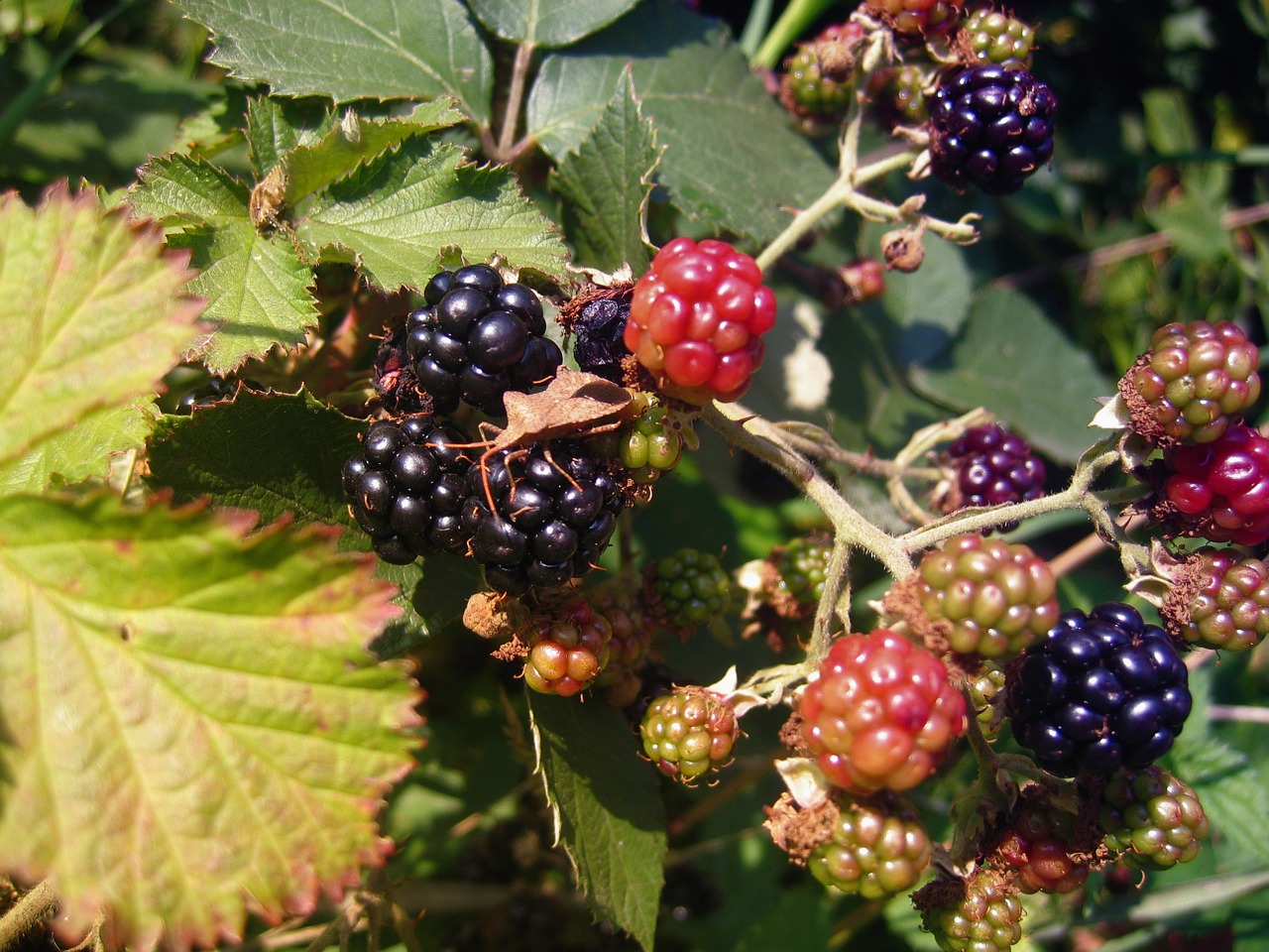 blackberries berries fruits free photo