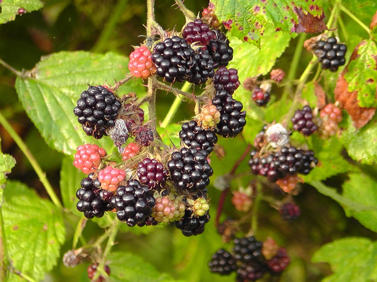 blackberries bush nature free photo