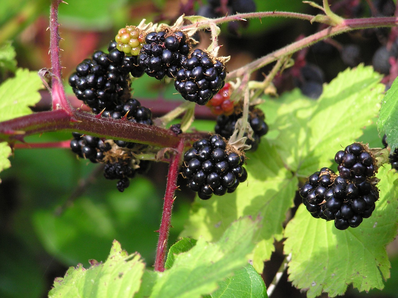 blackberries wild berries wild food free photo