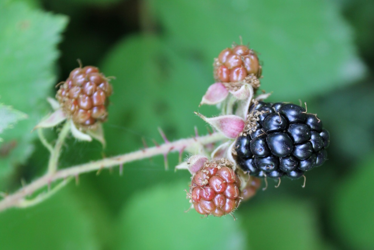 blackberries bush bramble free photo