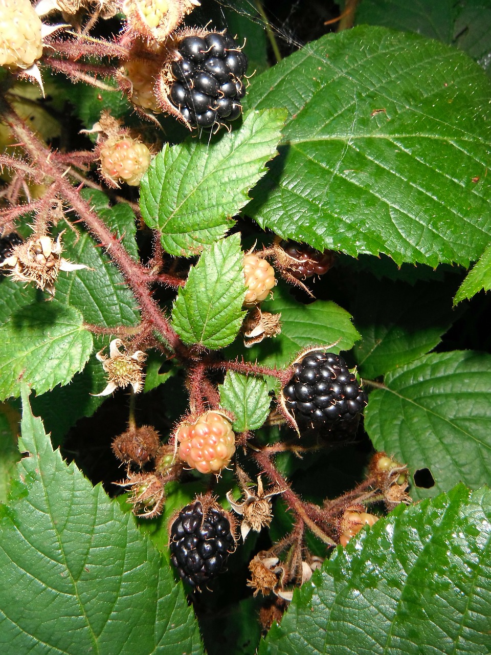 blackberries berries brambles free photo