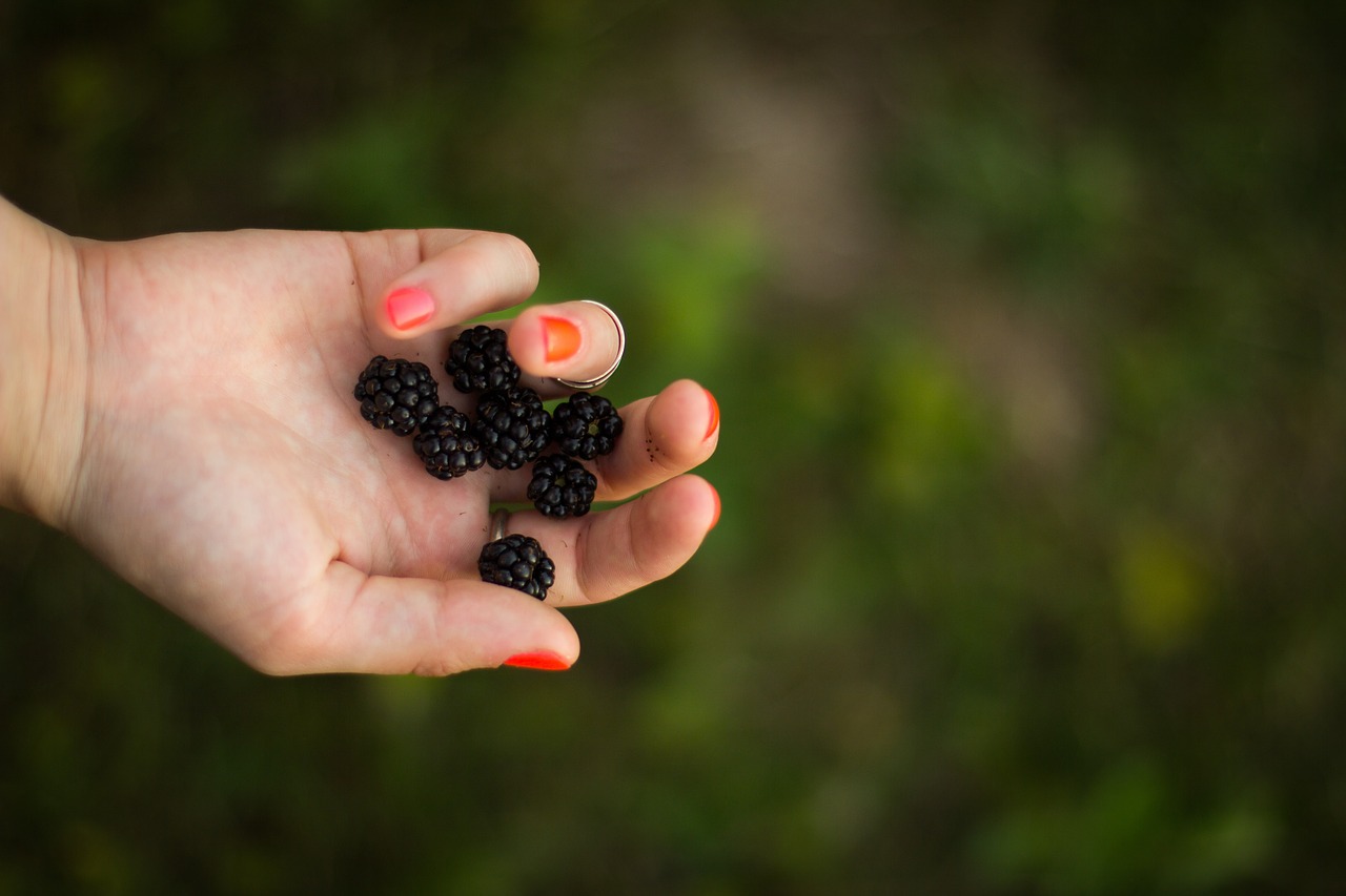 blackberries fruits food free photo