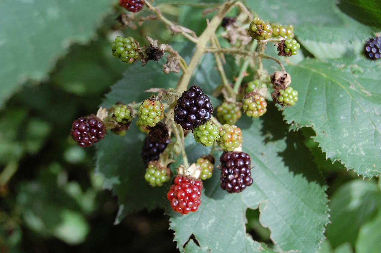 blackberries fruit red fruits free photo