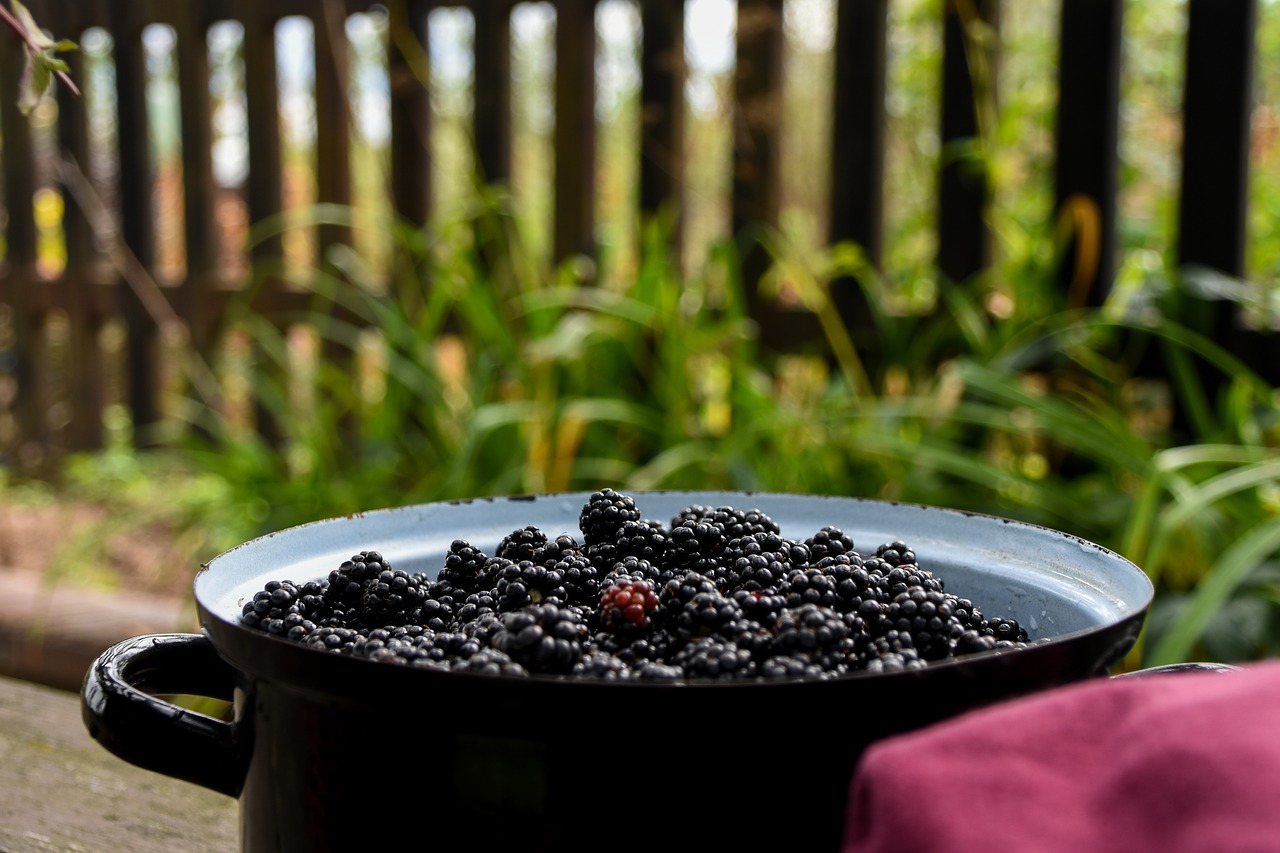 blackberries pot container free photo