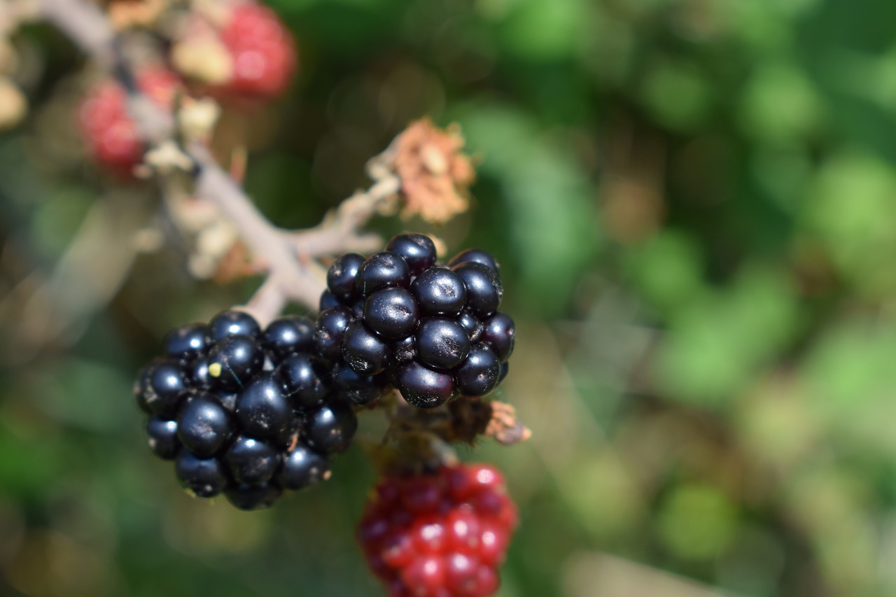 blackberries brambles berry free photo