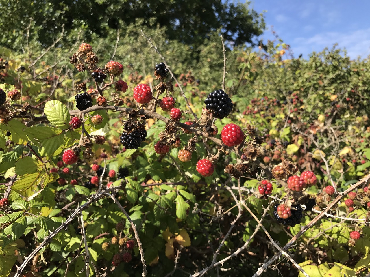 blackberries fruit wild free photo