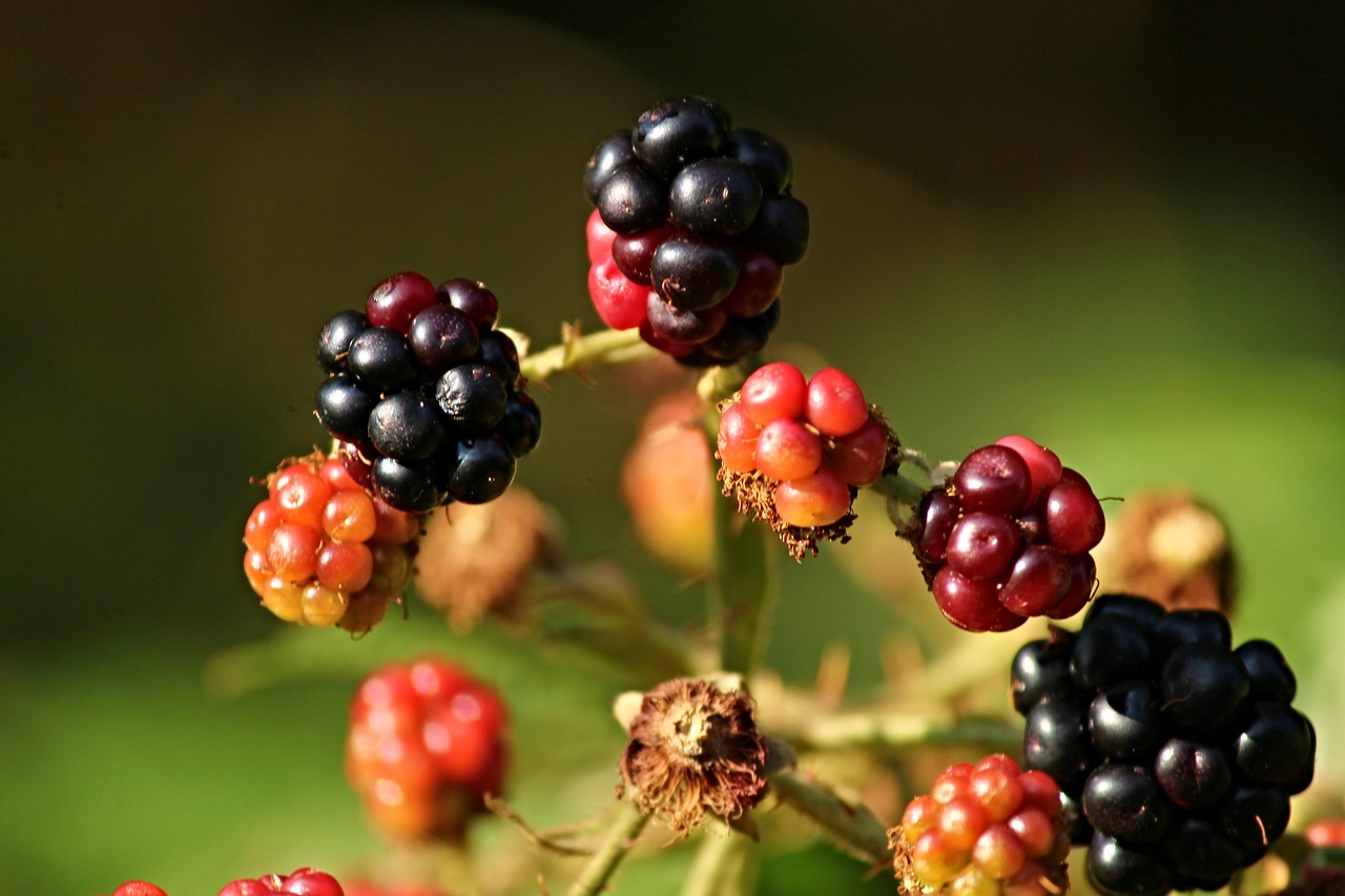 blackberries wild bramble free photo