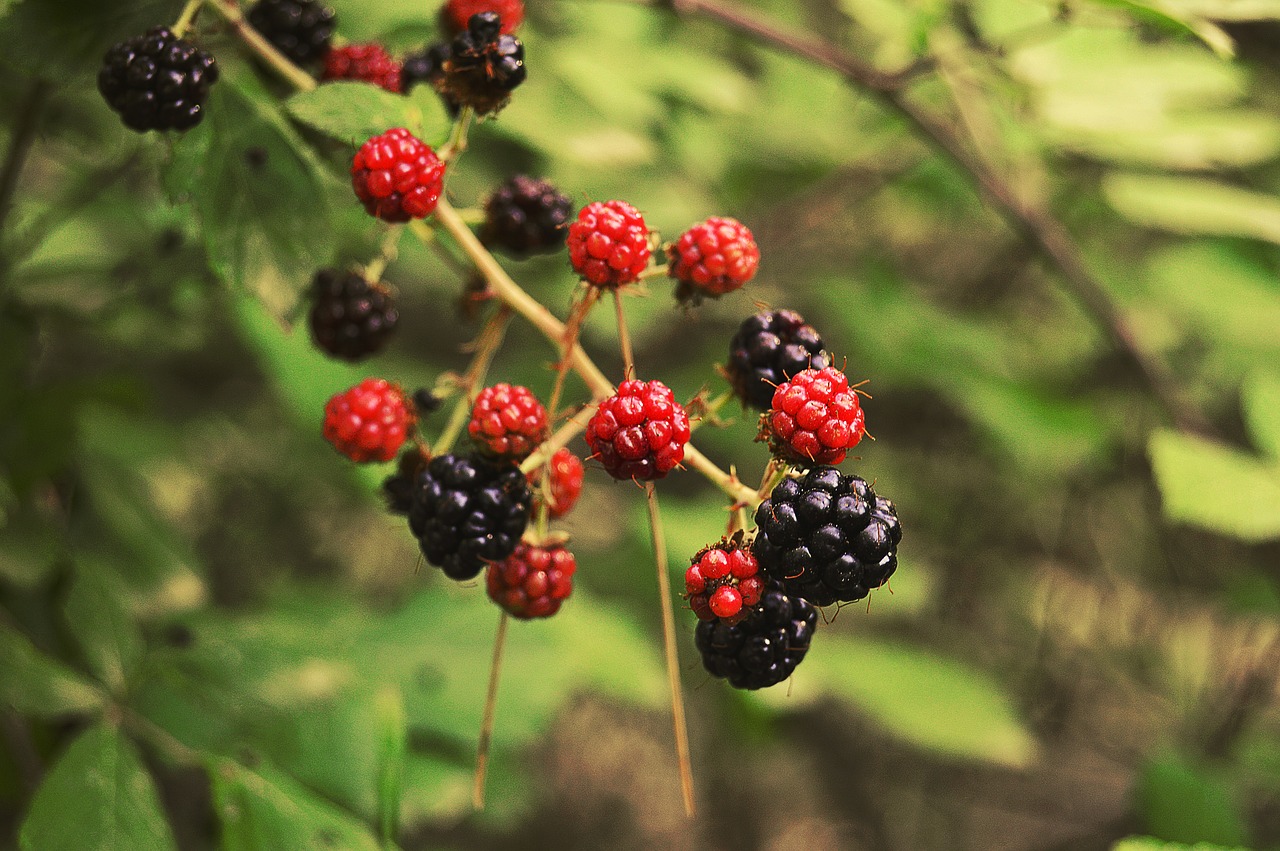 blackberries blackberry zarza free photo