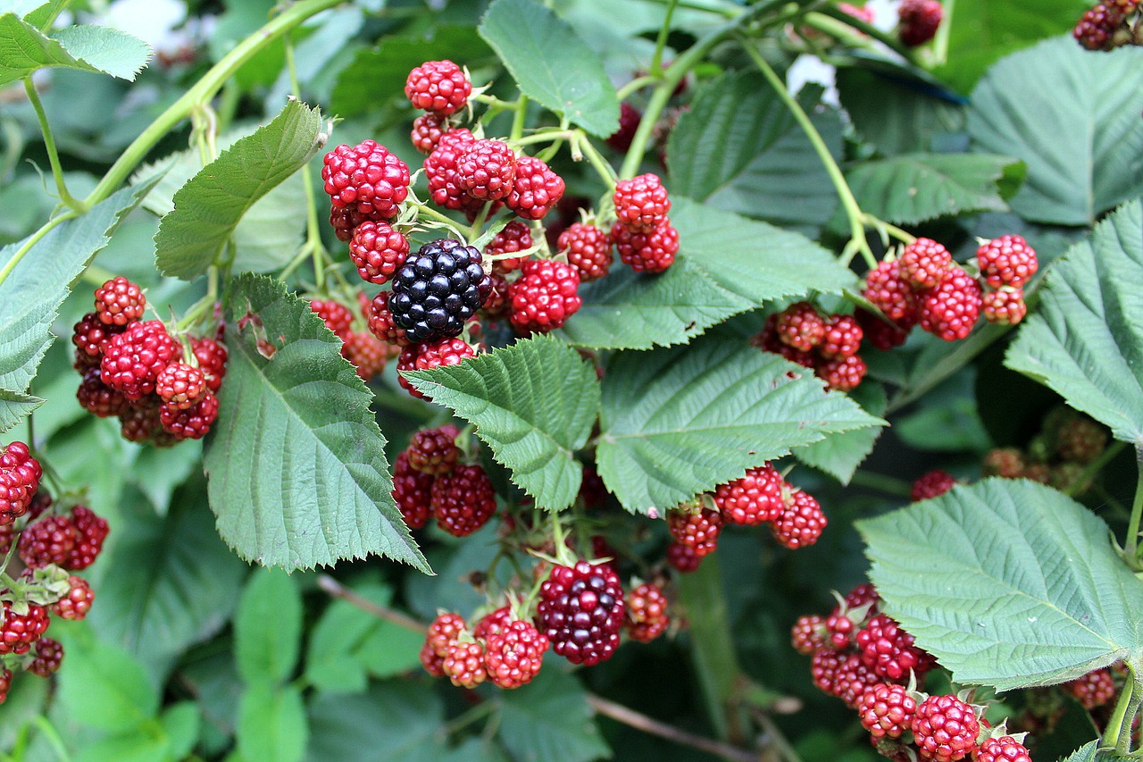 blackberries fruit bush free photo