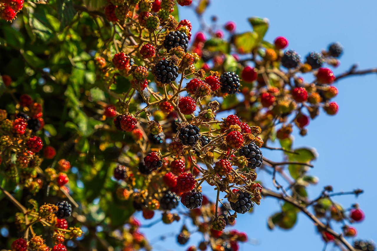 blackberries fruit nature free photo