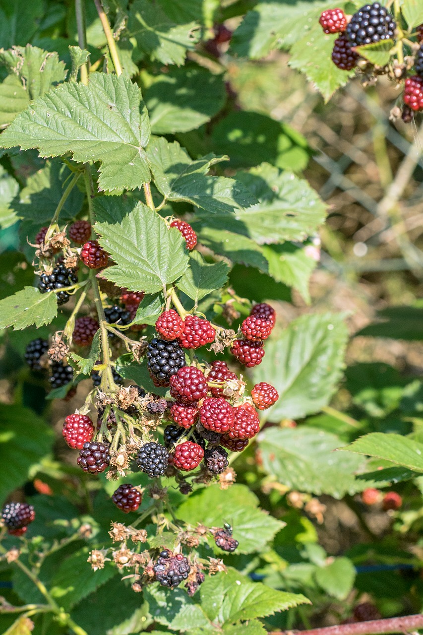 blackberries bush berries free photo
