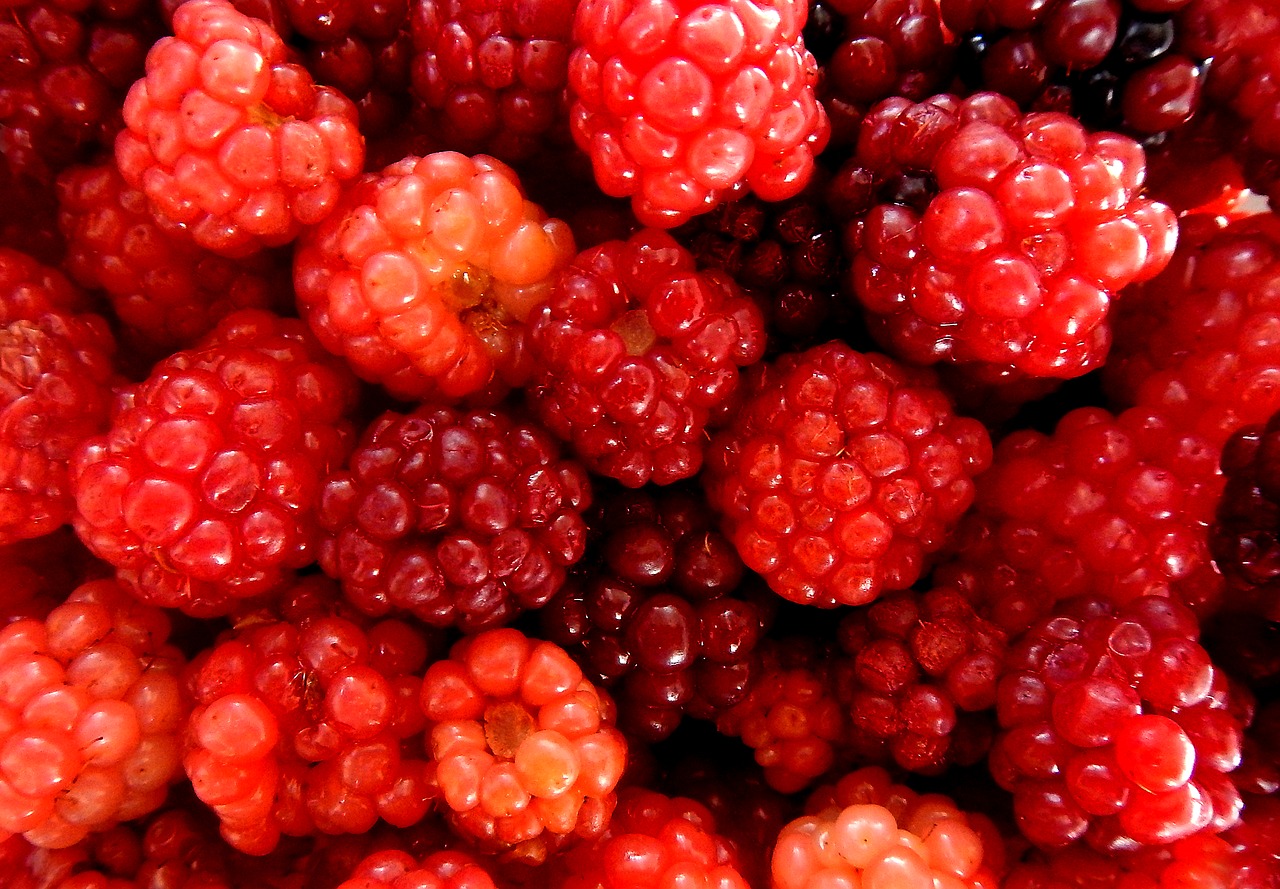 blackberries raspberries red fruits free photo