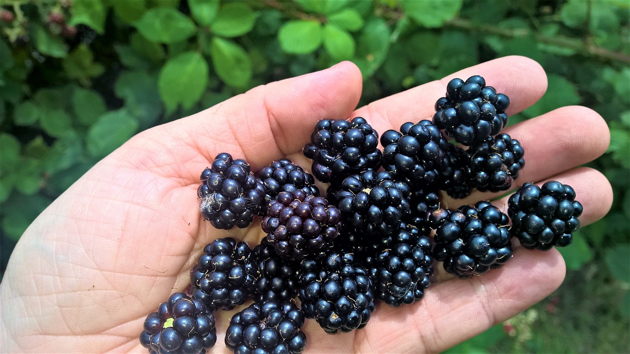 blackberries collect fruits of the forest free photo