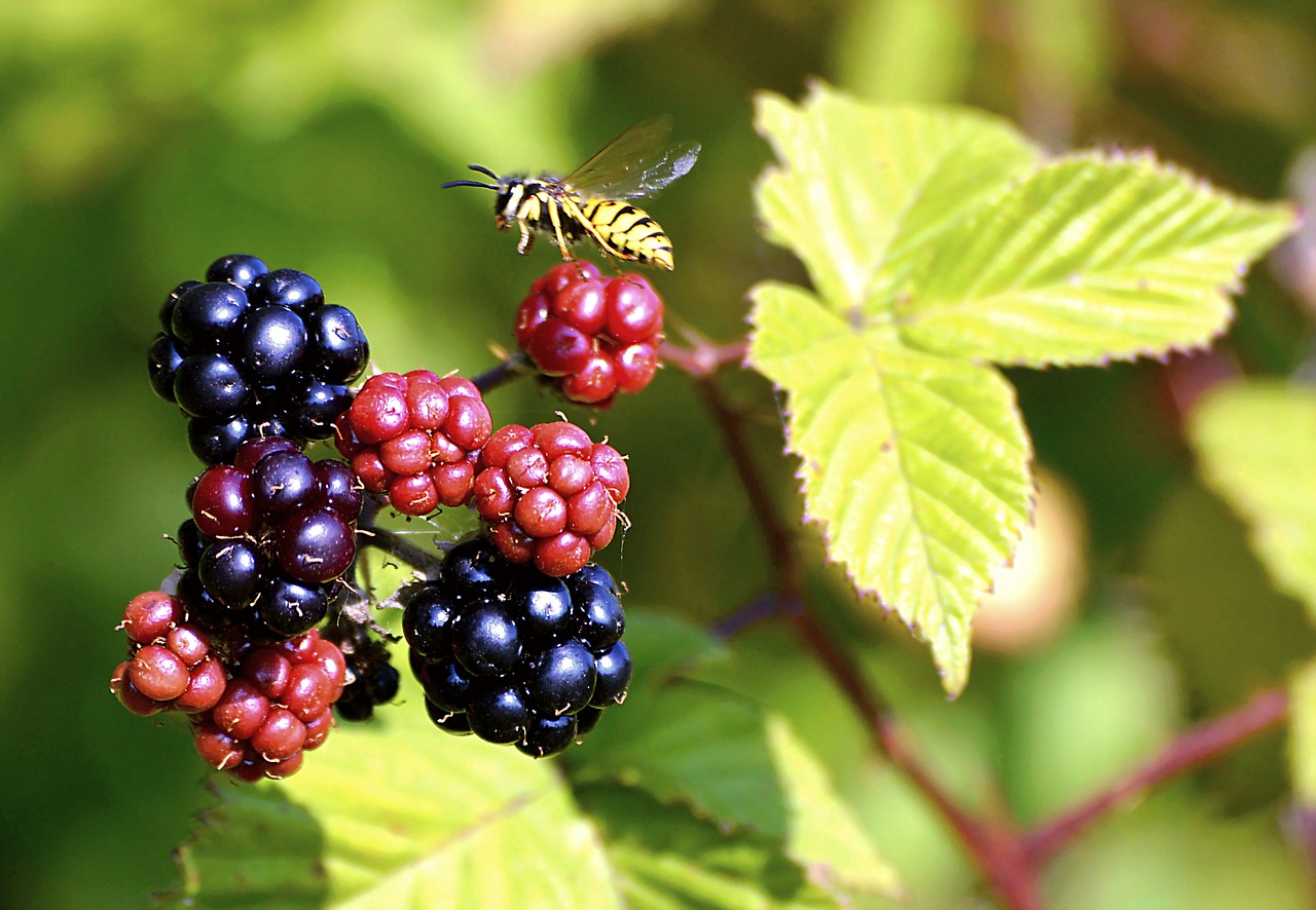blackberries bee plant free photo