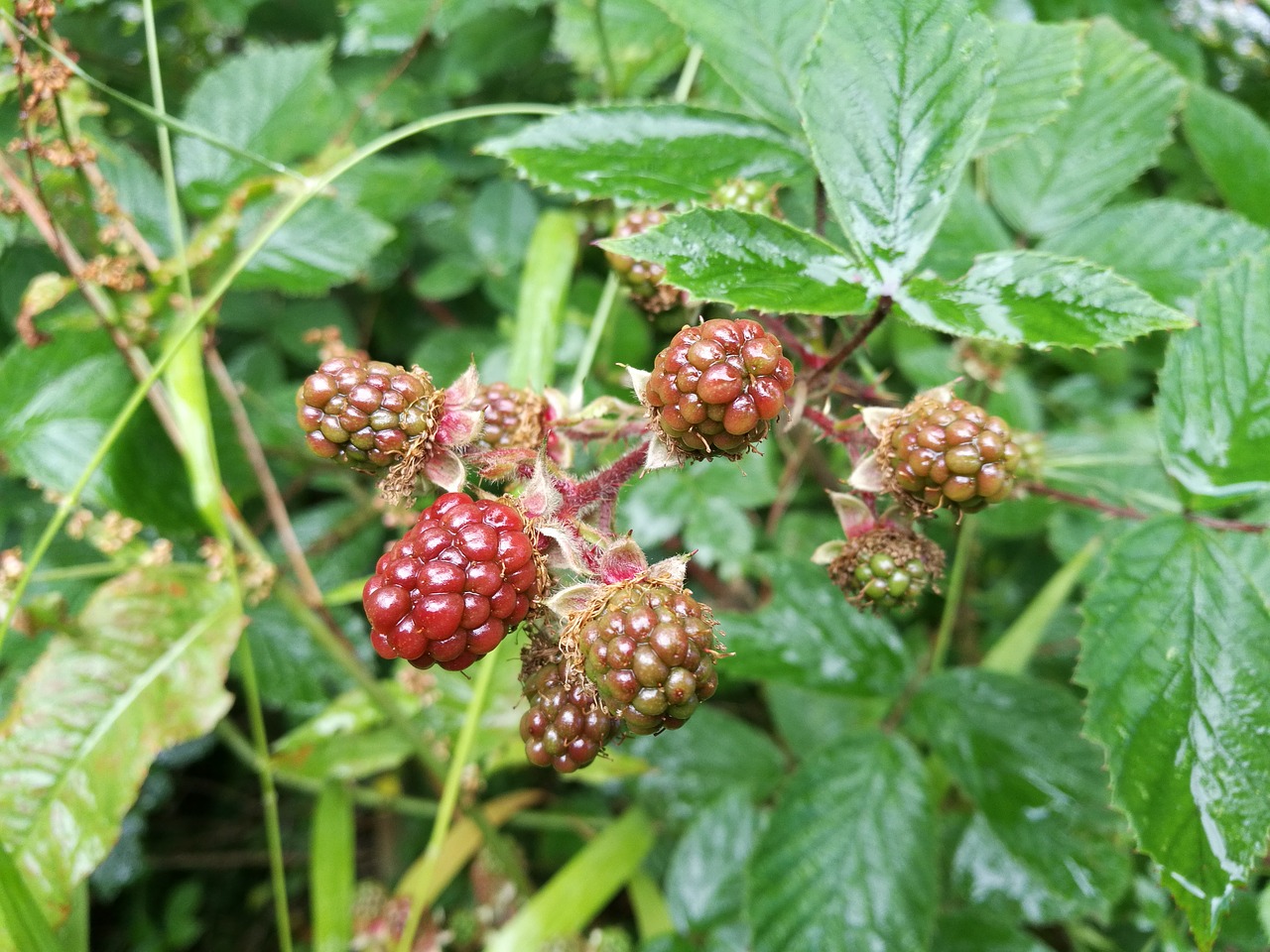 blackberries red berries brambles free photo