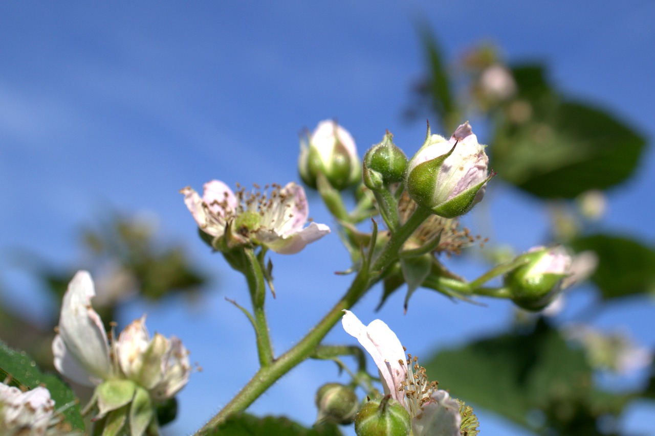 blackberries  sky  flower free photo