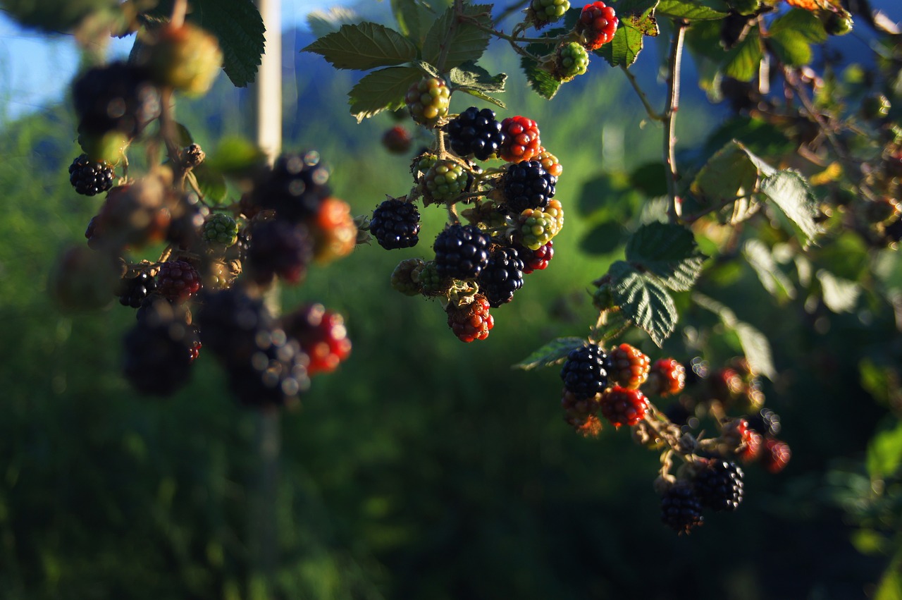 blackberries  berries  plant free photo