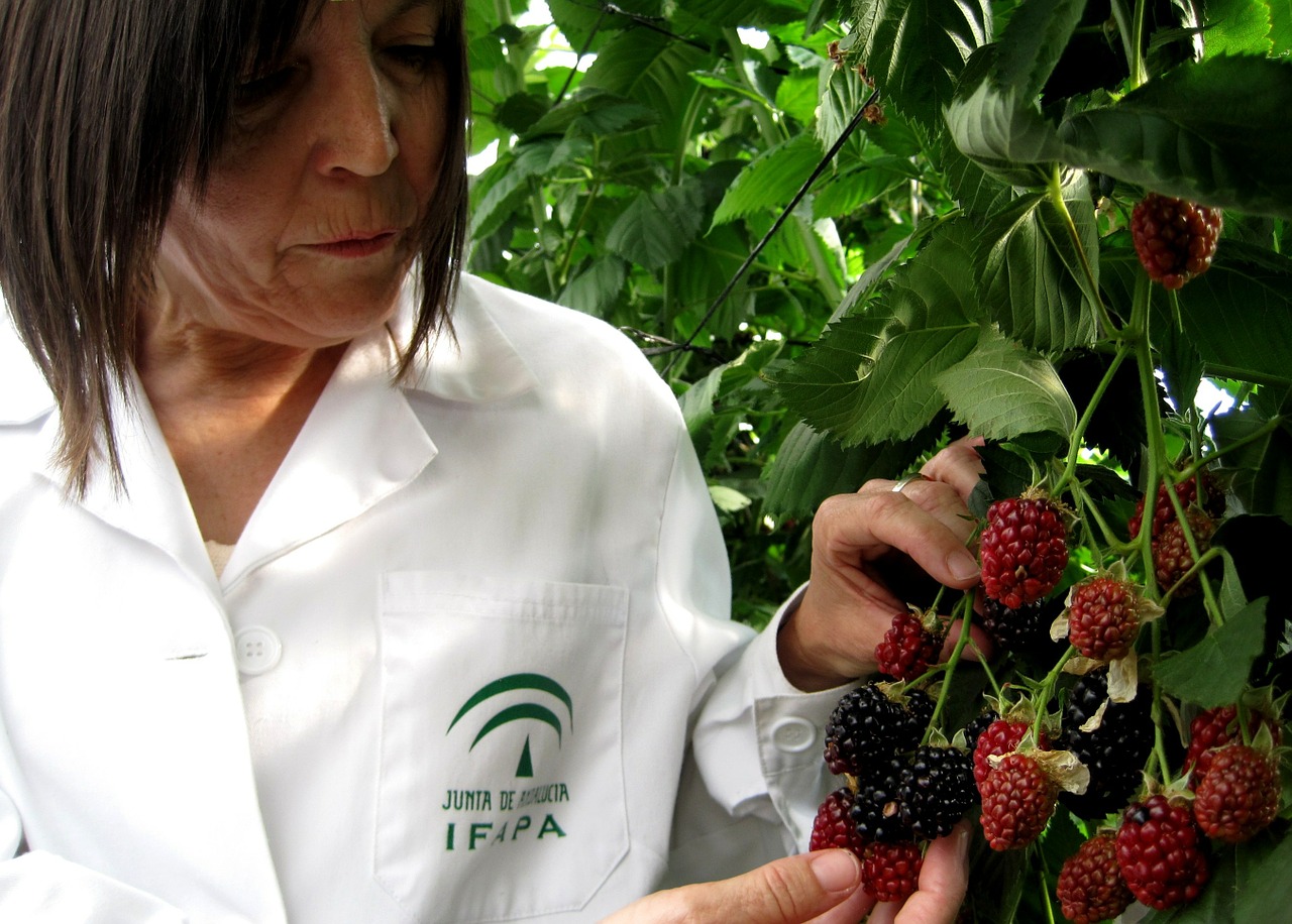 blackberries fruit mora free photo