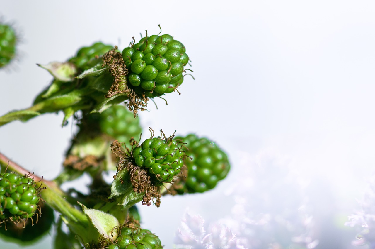 blackberries  bramble  berries free photo