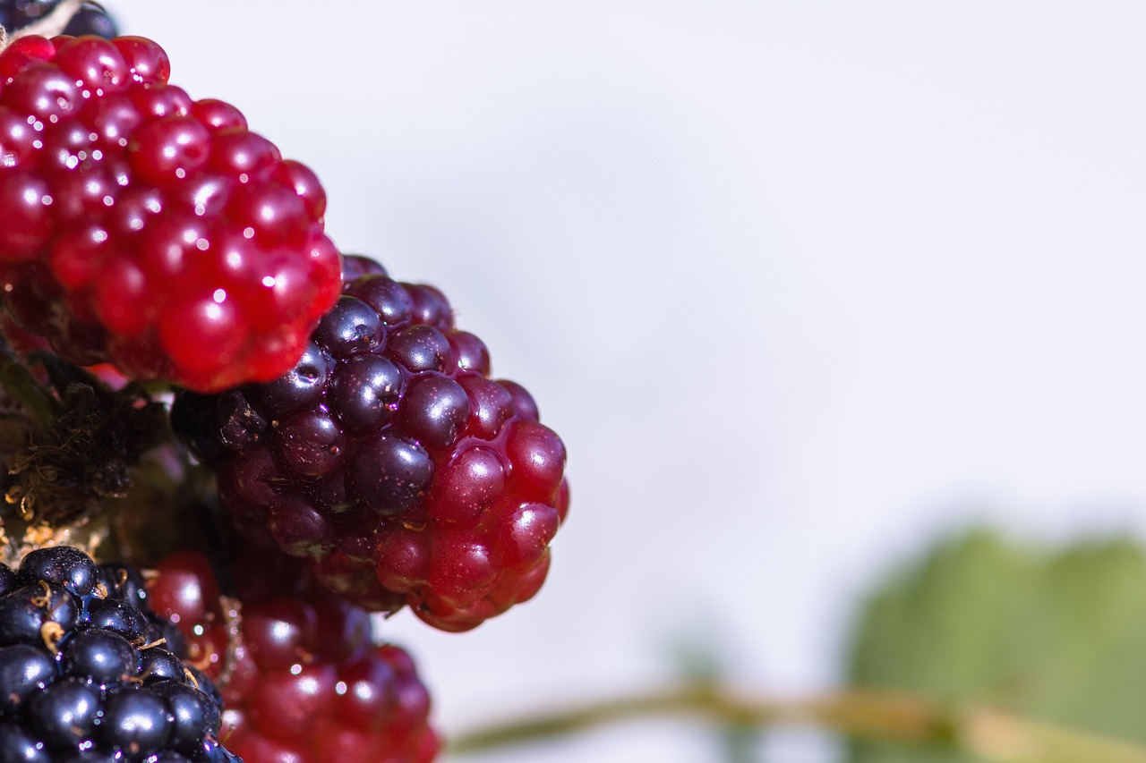 blackberries  bramble  berries free photo