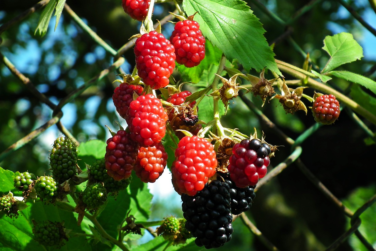 blackberries  fruit  bezkolcowe free photo