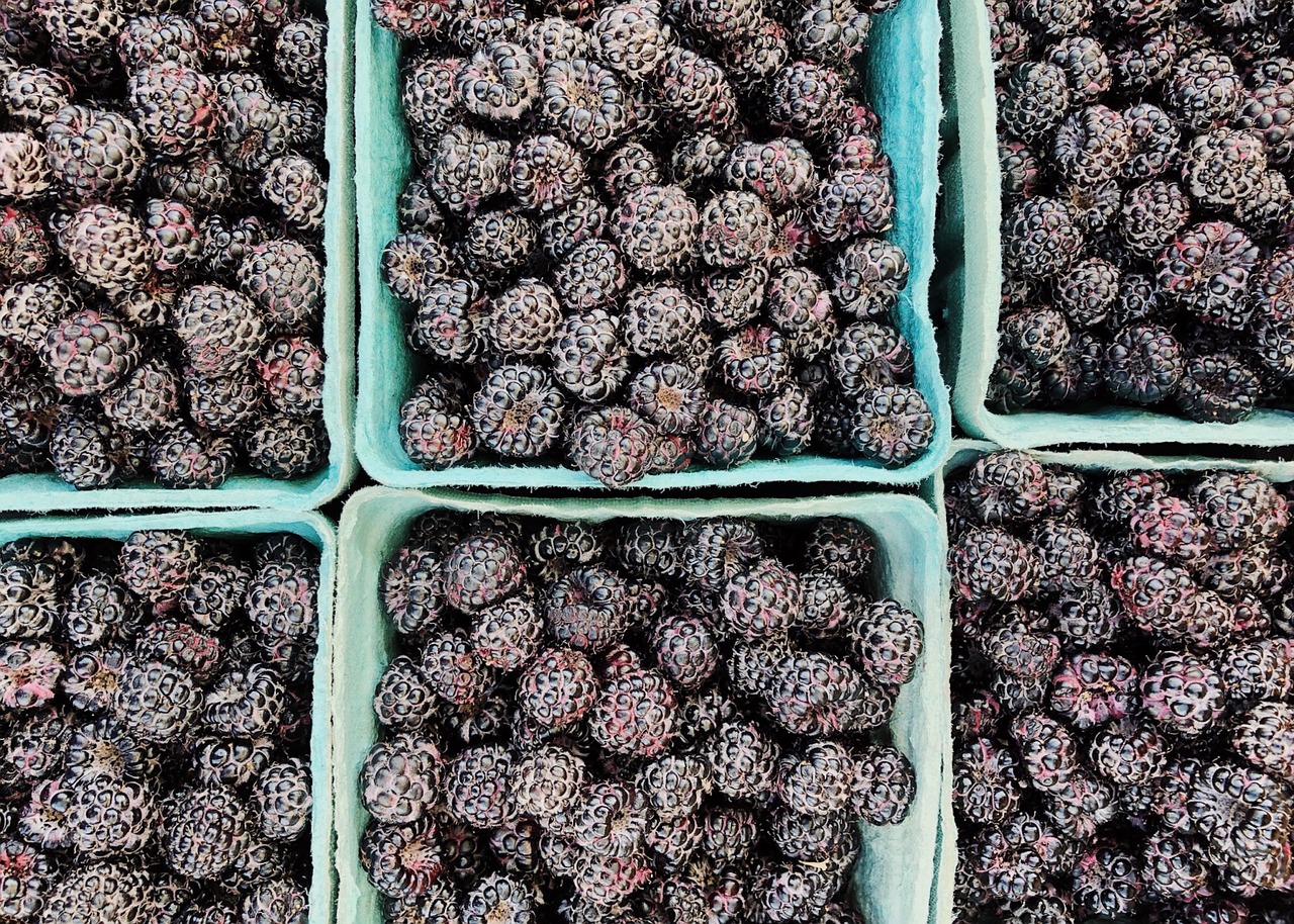 blackberries  berries  food free photo