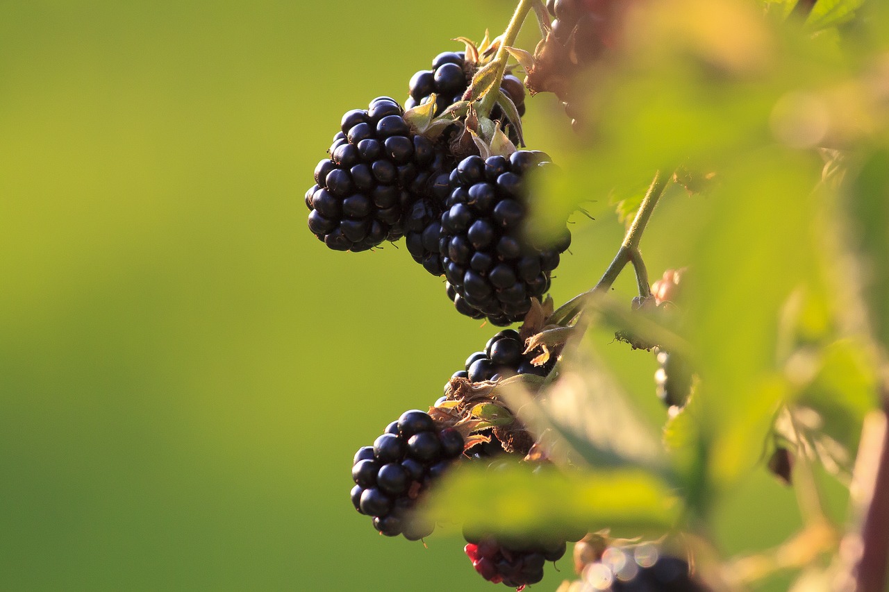 blackberries  fruit  ripe free photo