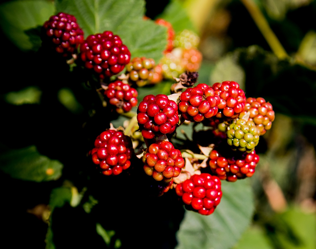 blackberries  fruit  berries free photo