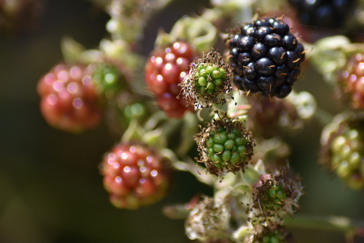 blackberries  fruit  food free photo