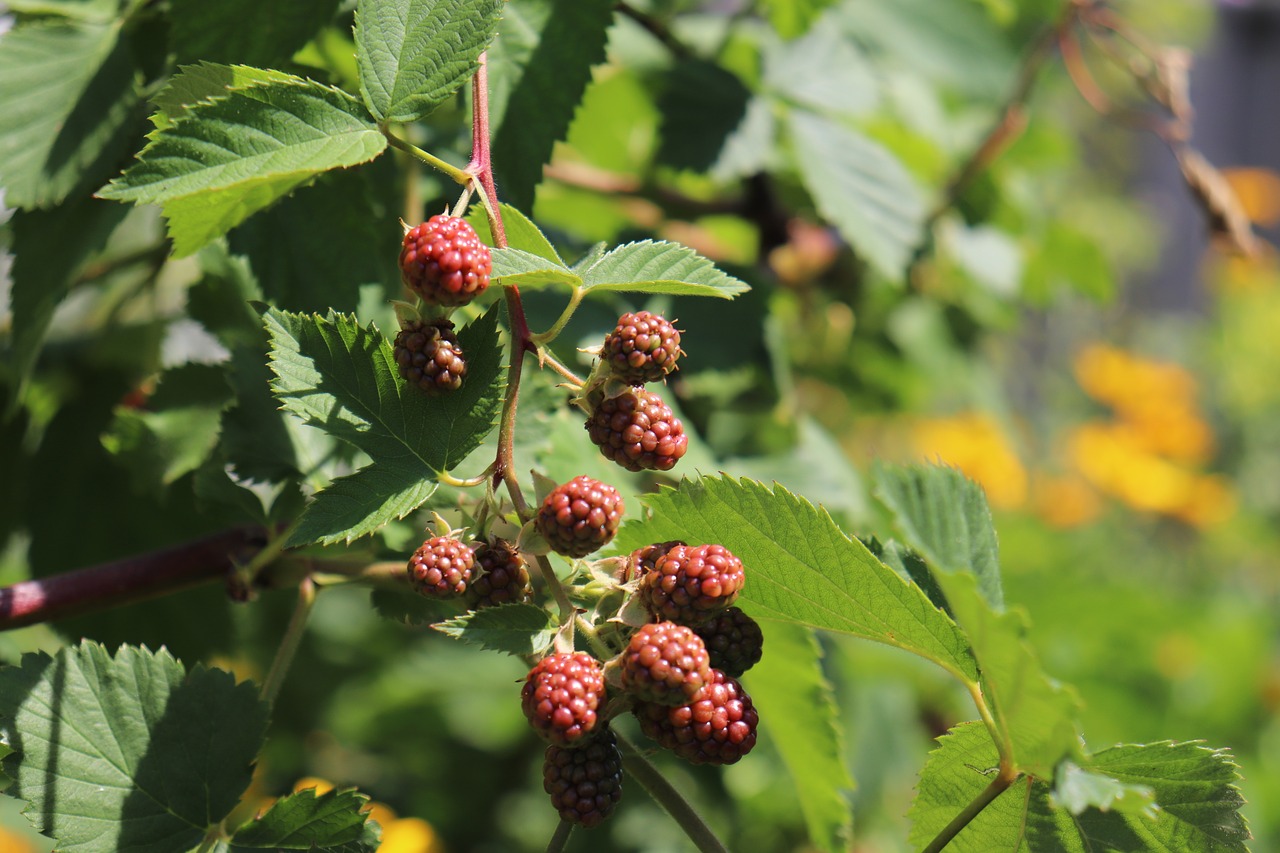 blackberries  fruit  plant free photo