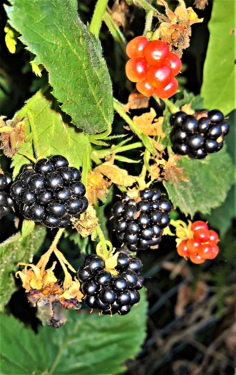 blackberries  bramble  kink free photo