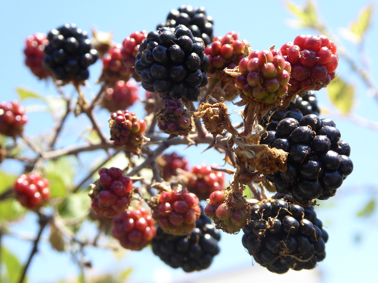 blackberries  fruit  summer free photo