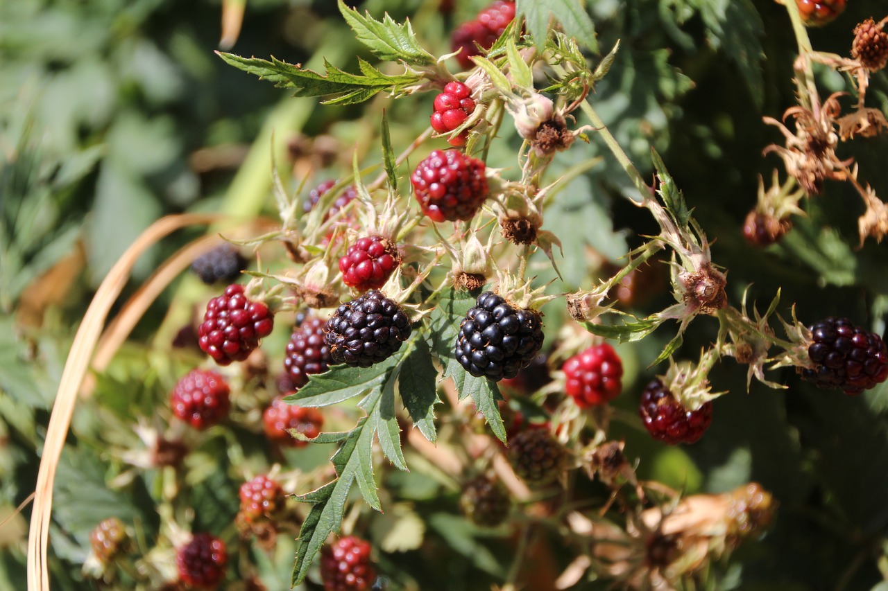 blackberries  mûrons  fruit free photo