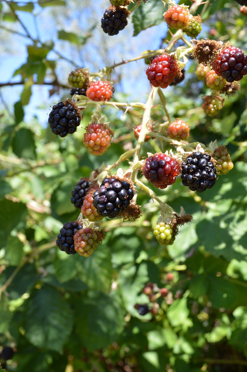 blackberries food fruit free photo
