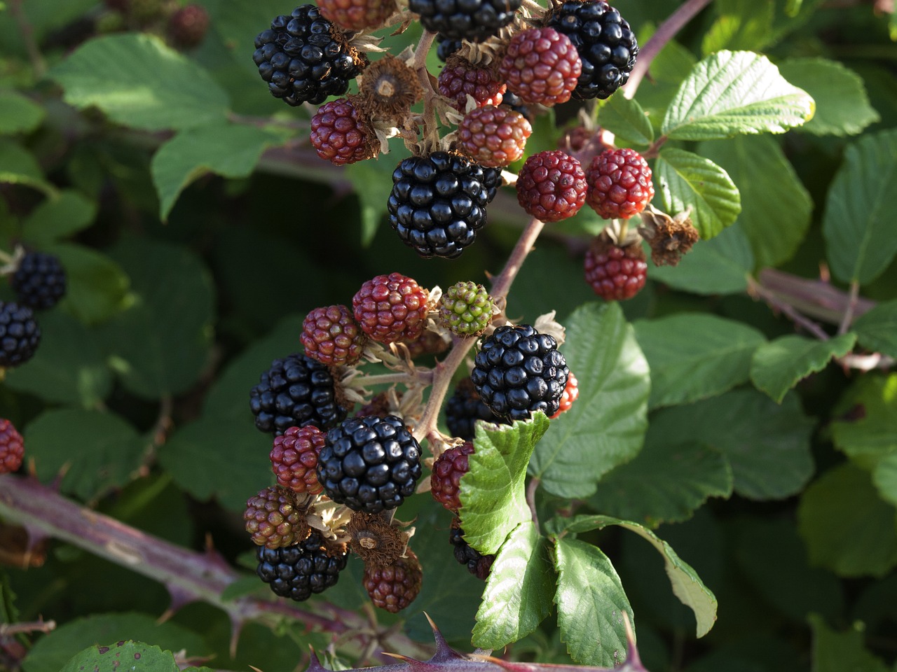 blackberries  blackberry  red fruit free photo
