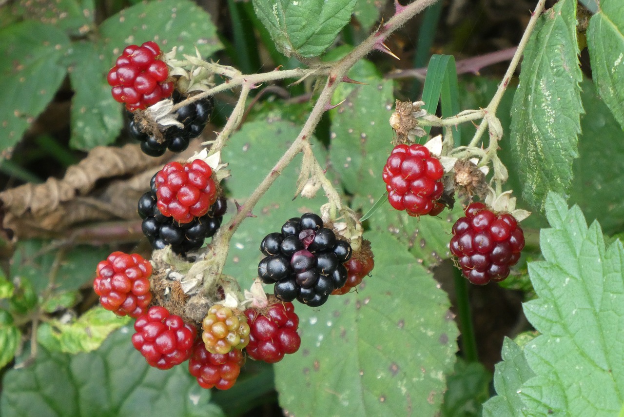 blackberries  forest  mature free photo