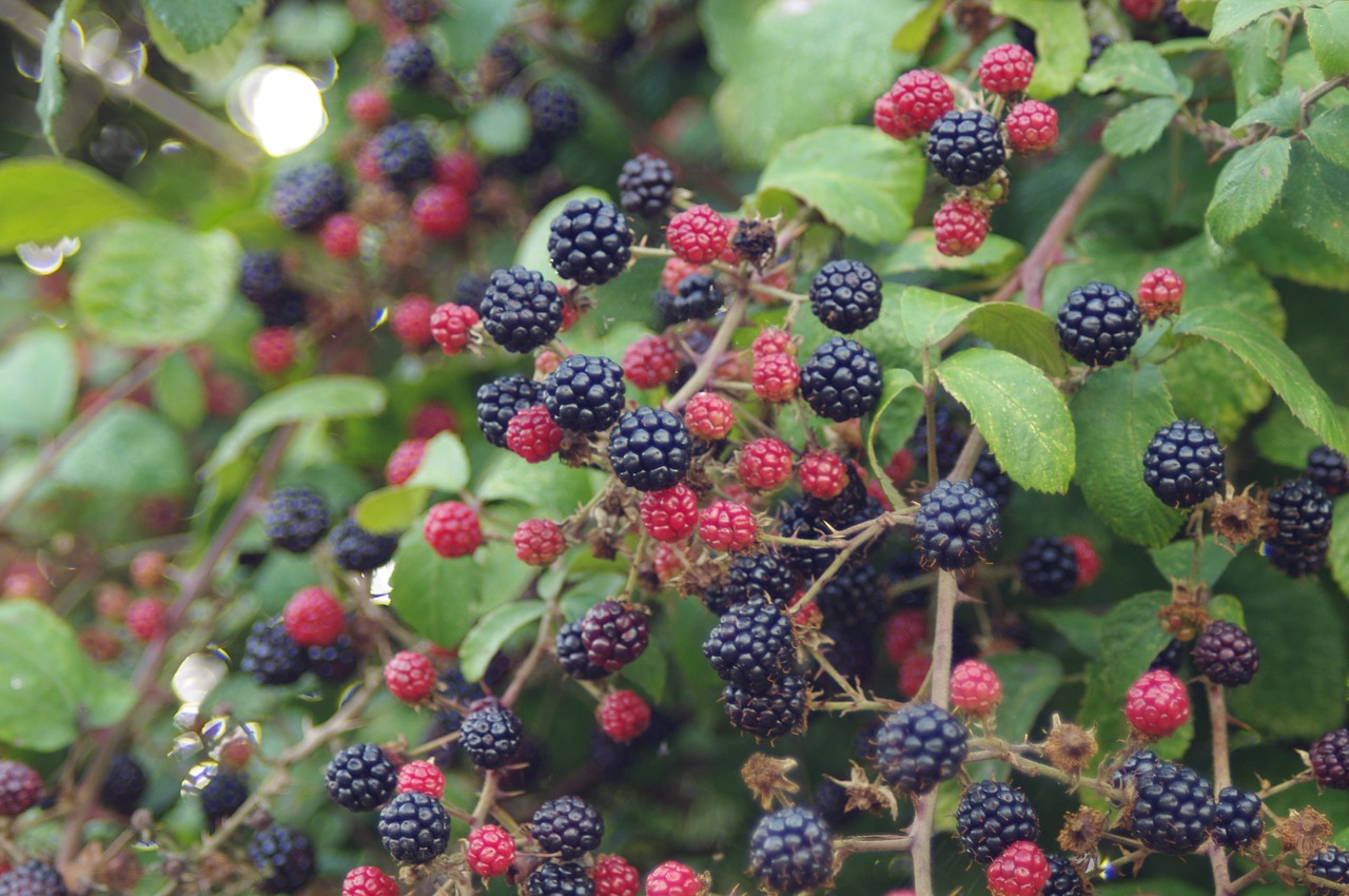 blackberries  autumn  blackberry free photo